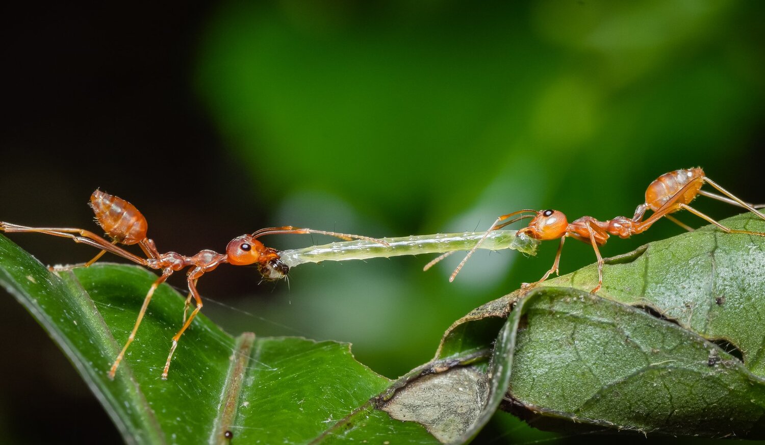 Fighting  For Food