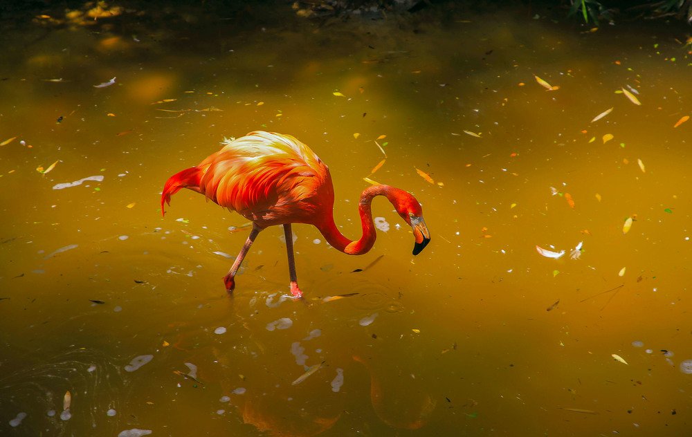 Flamingo
