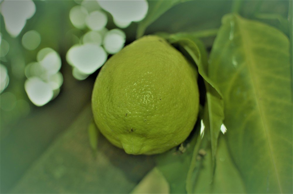 Photograph by Rita Moura