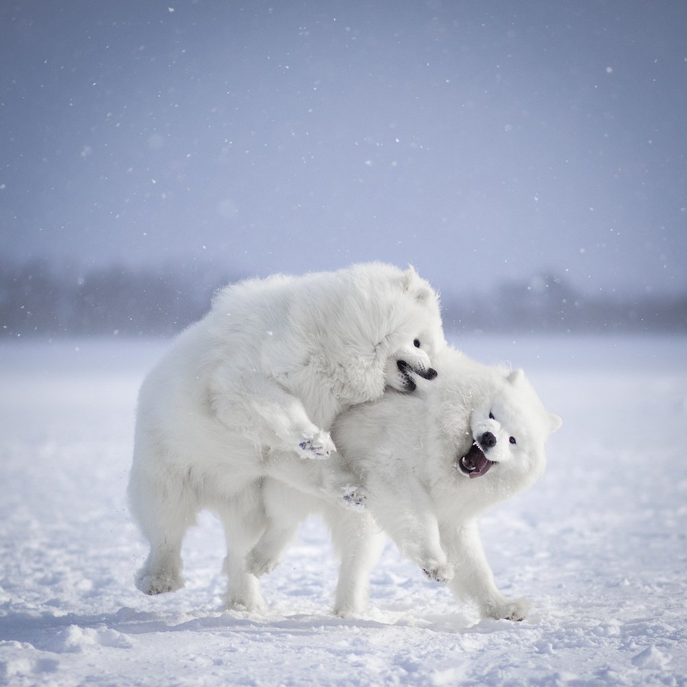 Счастливые медведи