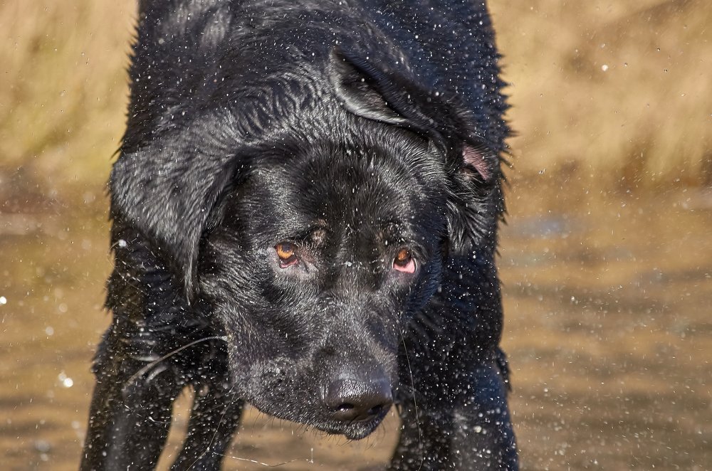 Photograph by Ольга Шибяева