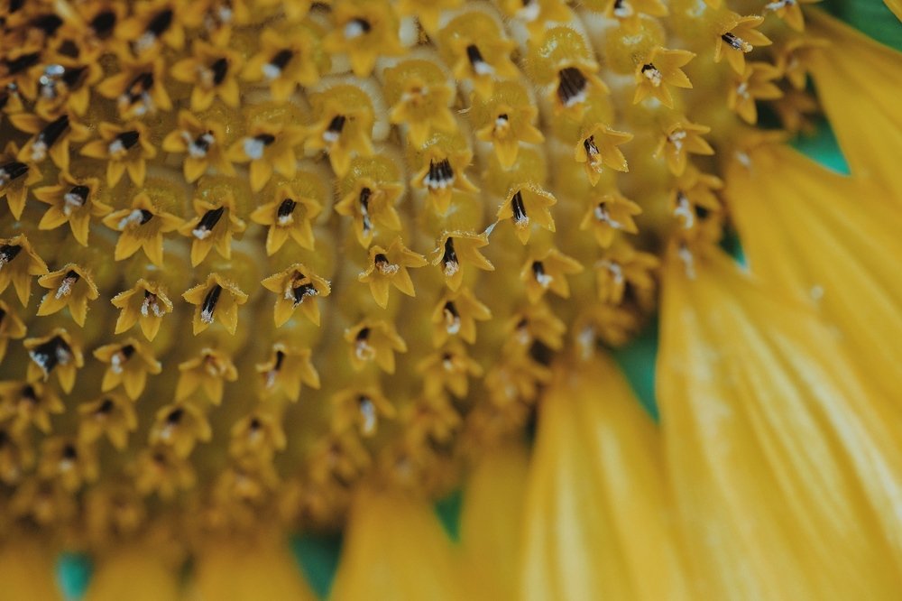 Photograph by Анастасия Като