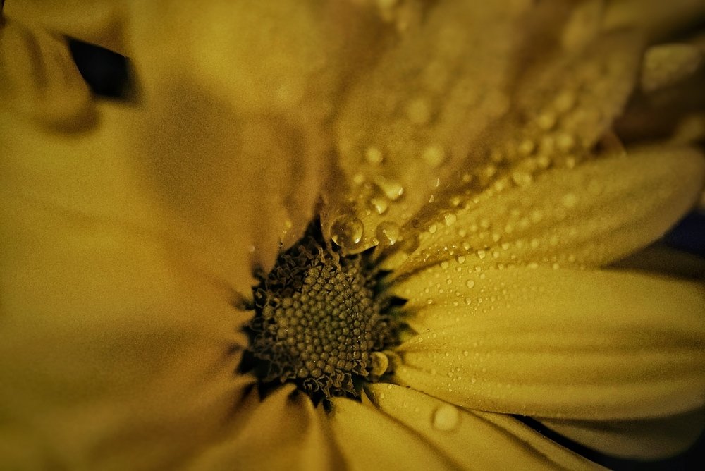 Photograph by Анастасия Като