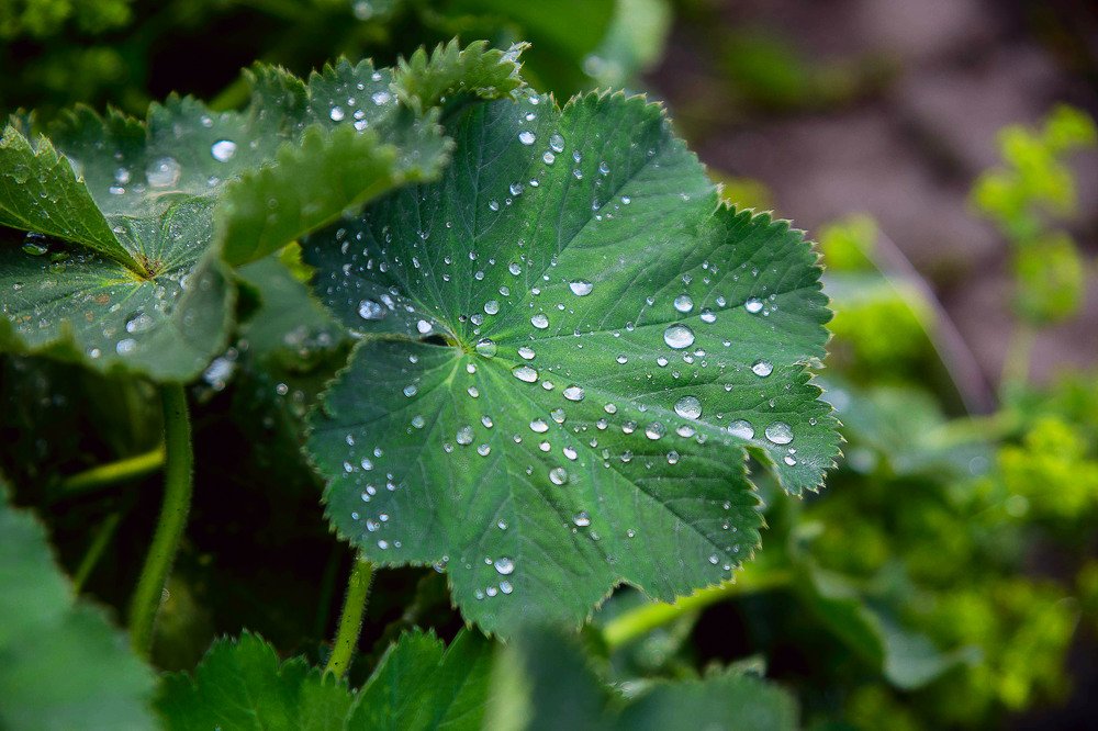 leaf