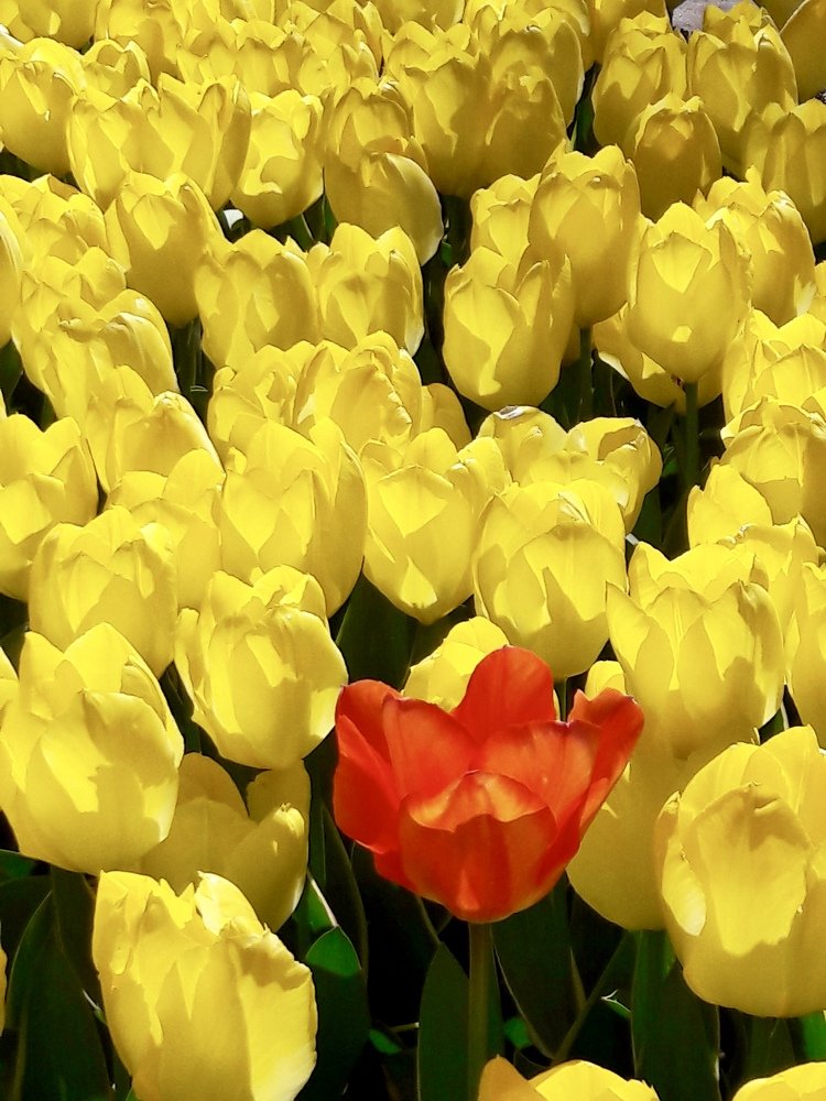 Red tulip in the middle of Yellow tulips