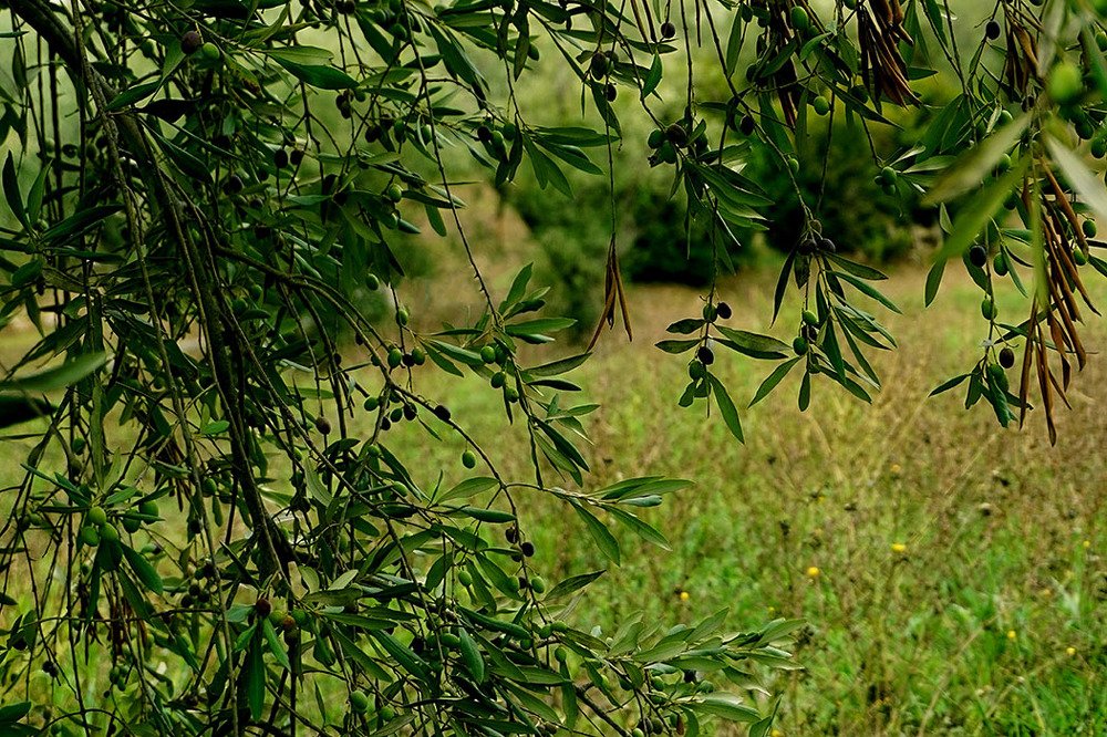 Оливковый ...