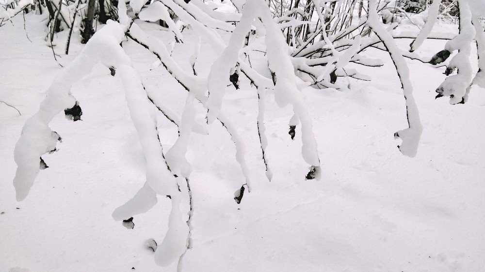 Photograph by Ирина Корнева