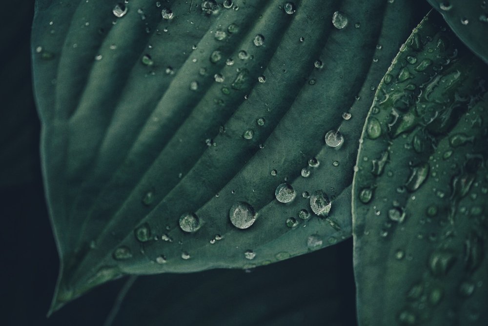 Photograph by Анастасия Като