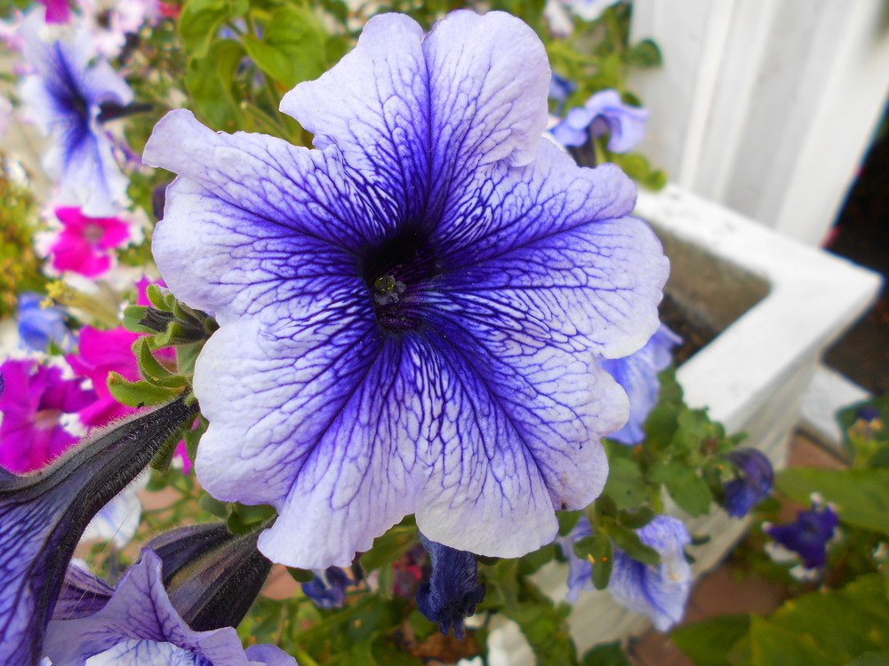 Photograph by Нинель Некрасова