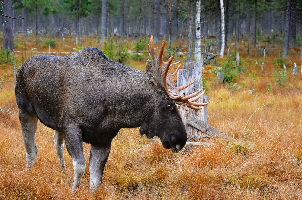 Фотография автора Виктор Квасов