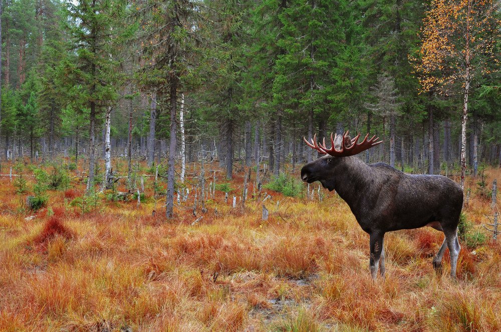 Фотография автора Виктор Квасов