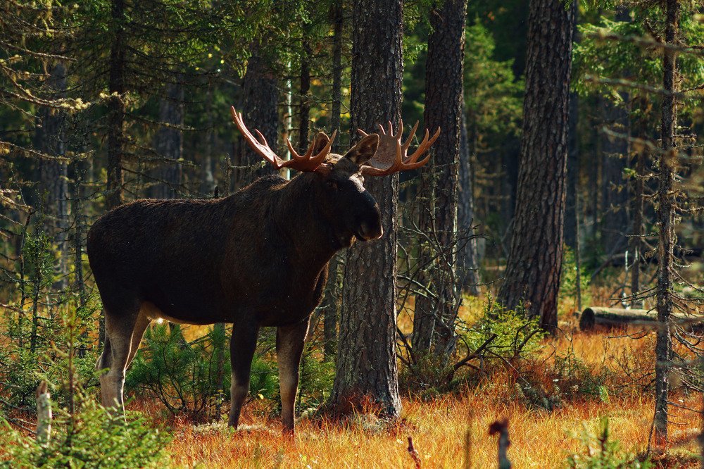 Photograph by Виктор Квасов