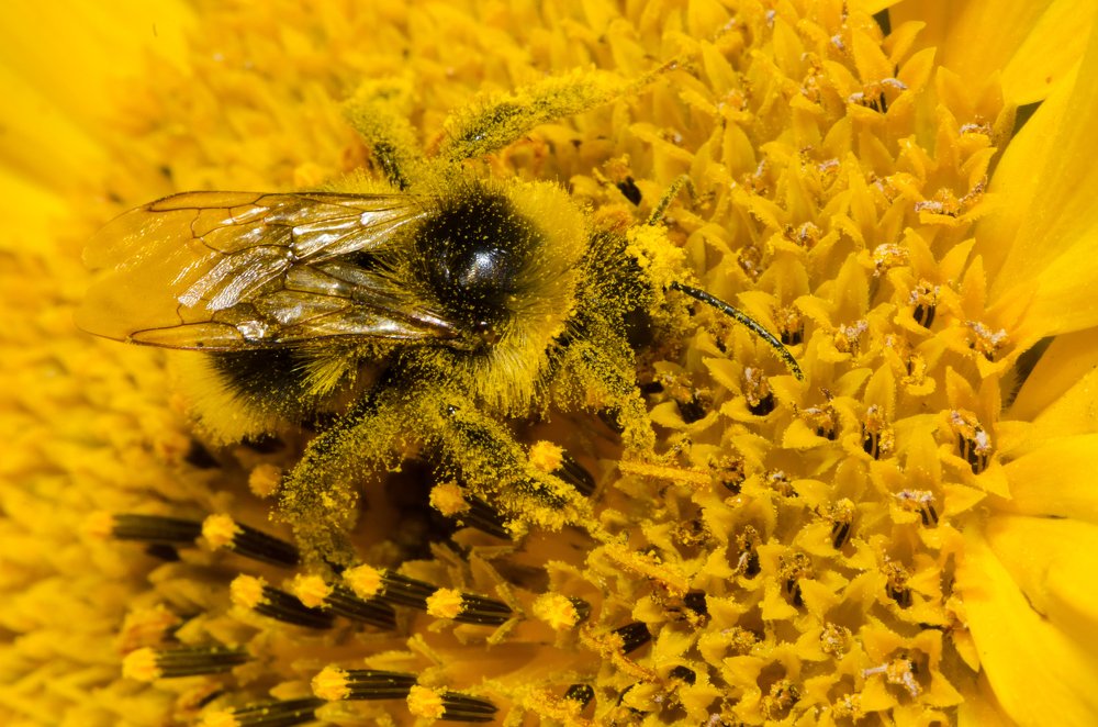 Фотография автора Татьяна Степанова