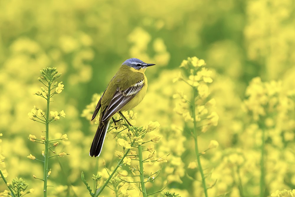 Yellow Wagtail