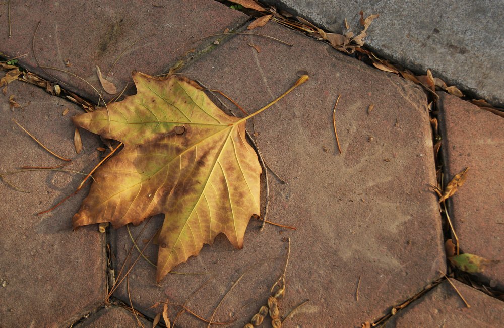 Осенний след