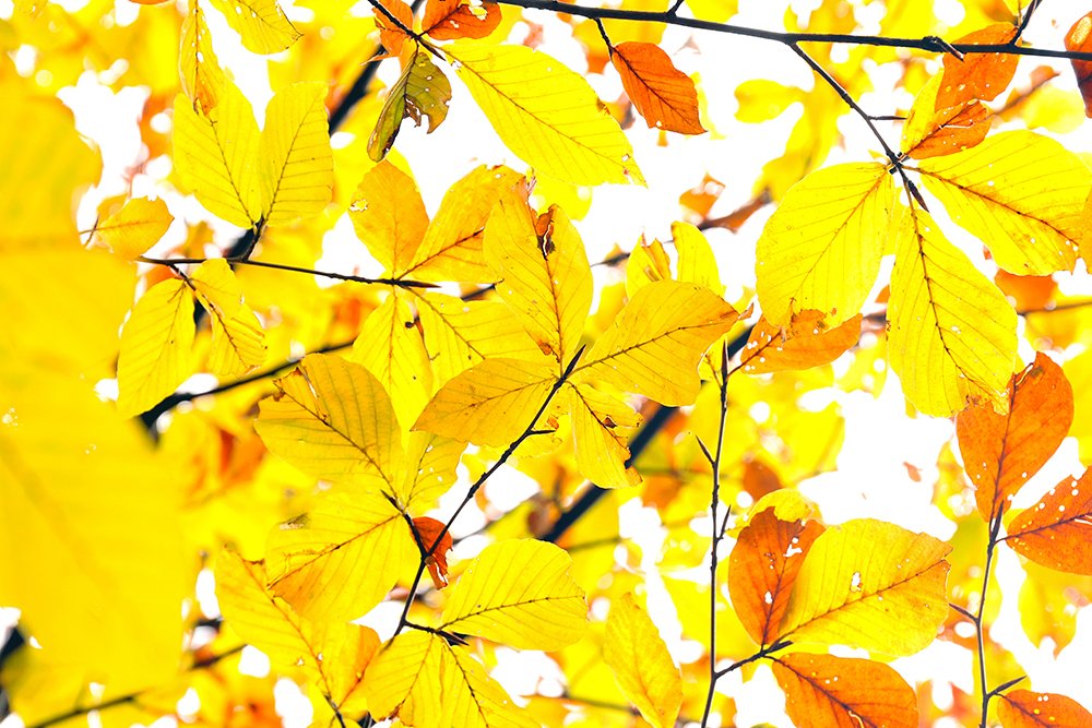 Photograph by behbood mohajeri jolandan