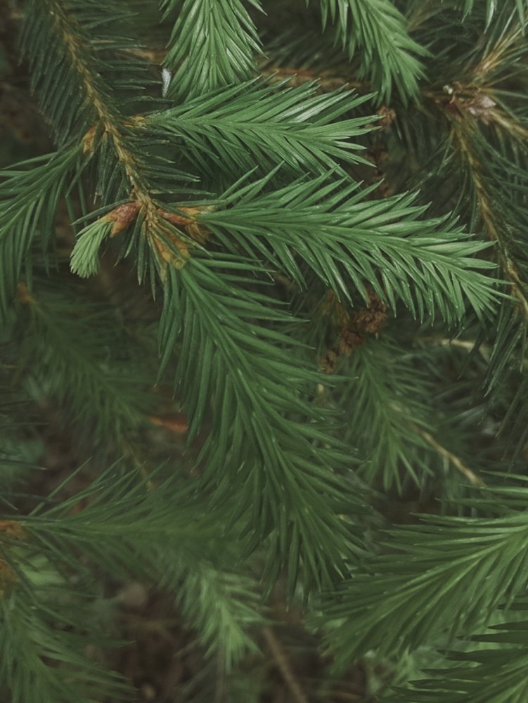 Photograph by Юлия Ревкова