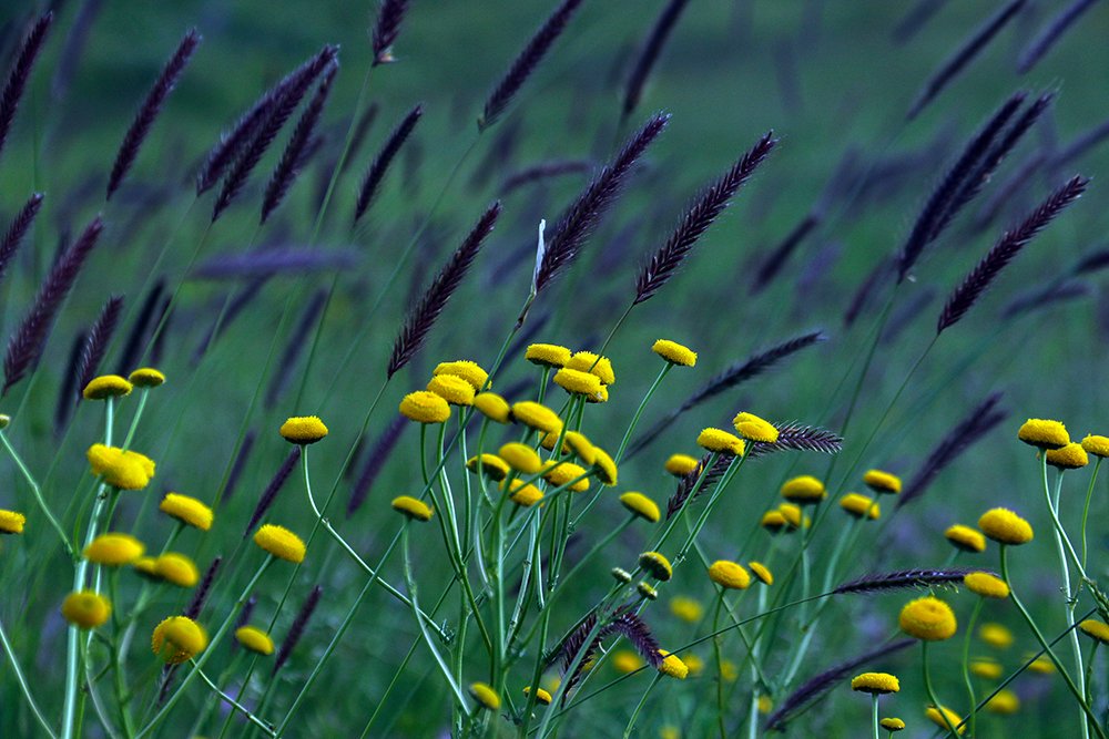 Photograph by behbood mohajeri jolandan