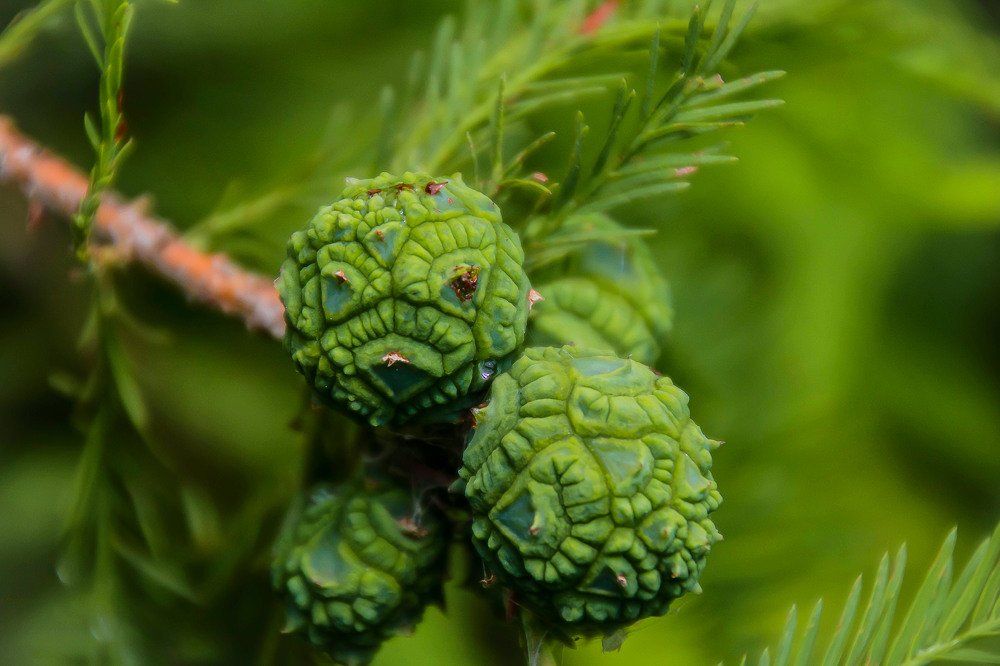 cones