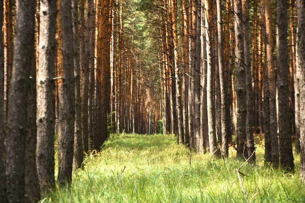Photograph by Полина Журавлева
