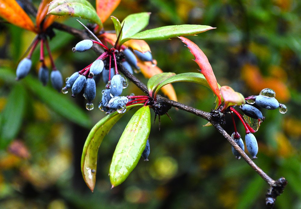 Фотография автора Маис Киракозов