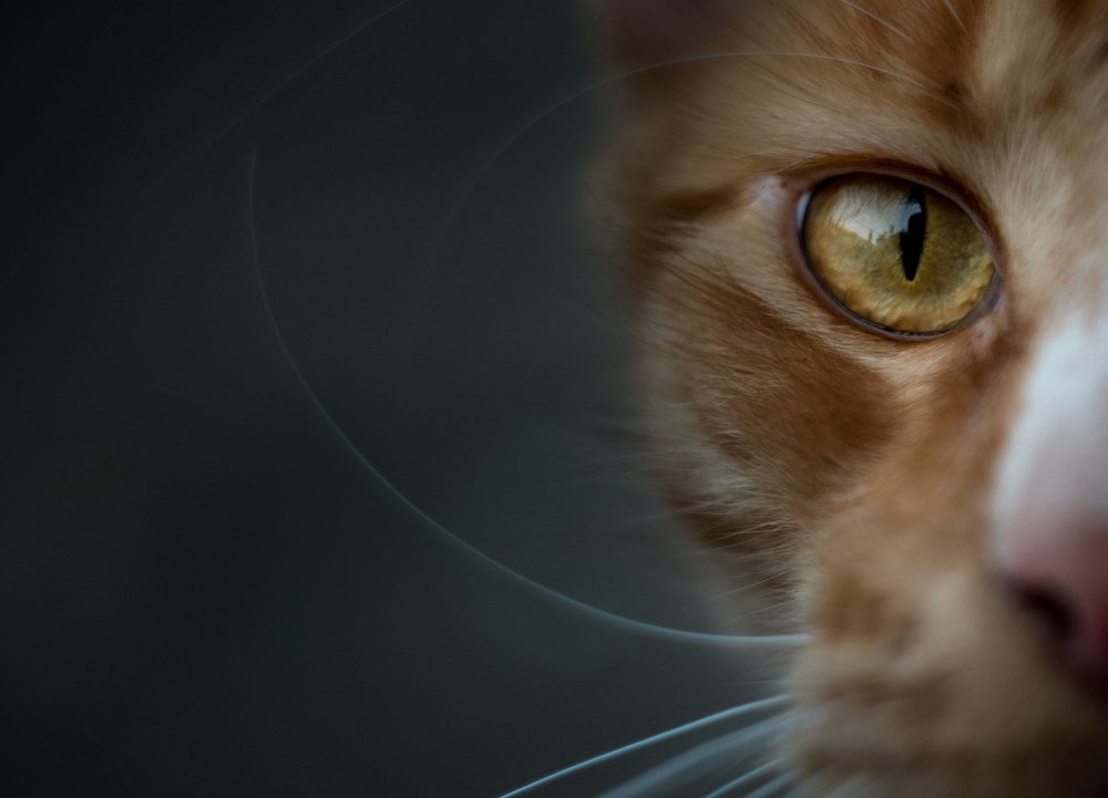 Фотография автора Лилия Немыкина