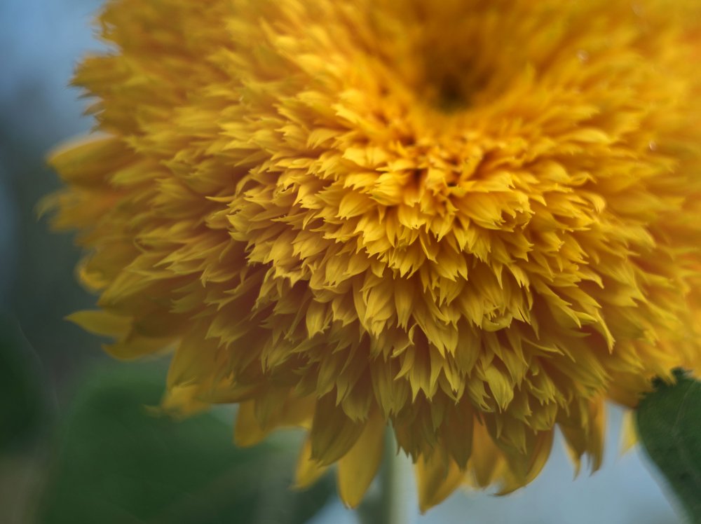 Фотография автора Лилия Немыкина