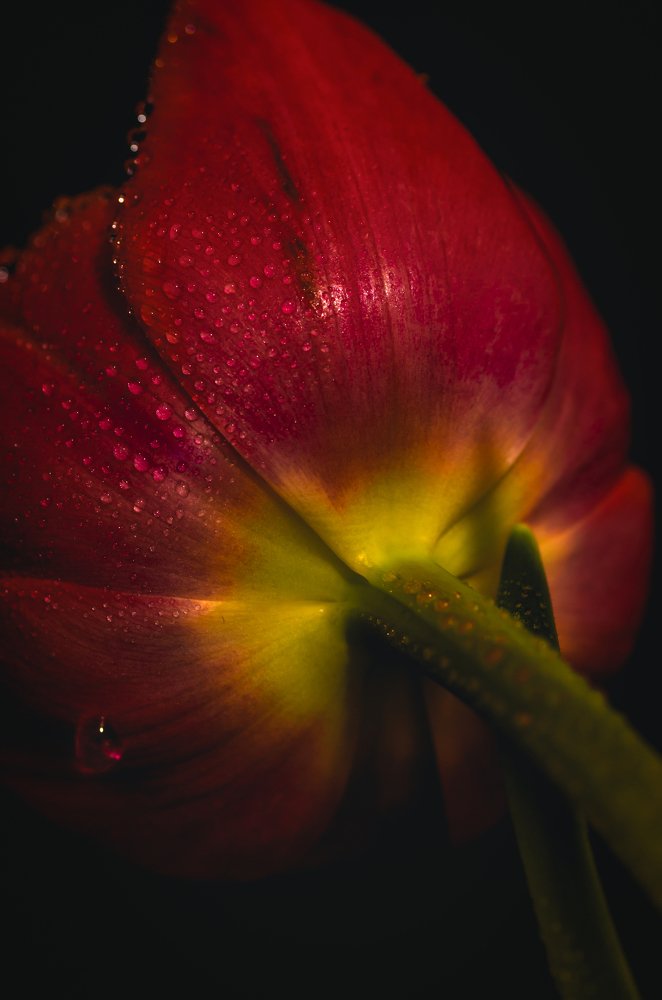 Фотография автора Константин Яковлев