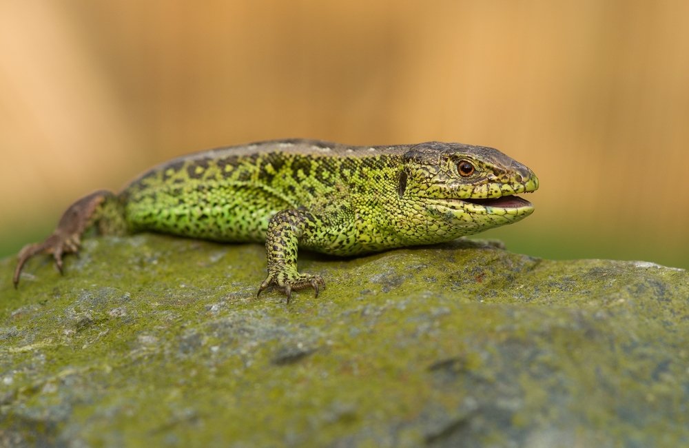 Photograph by Martin Thum