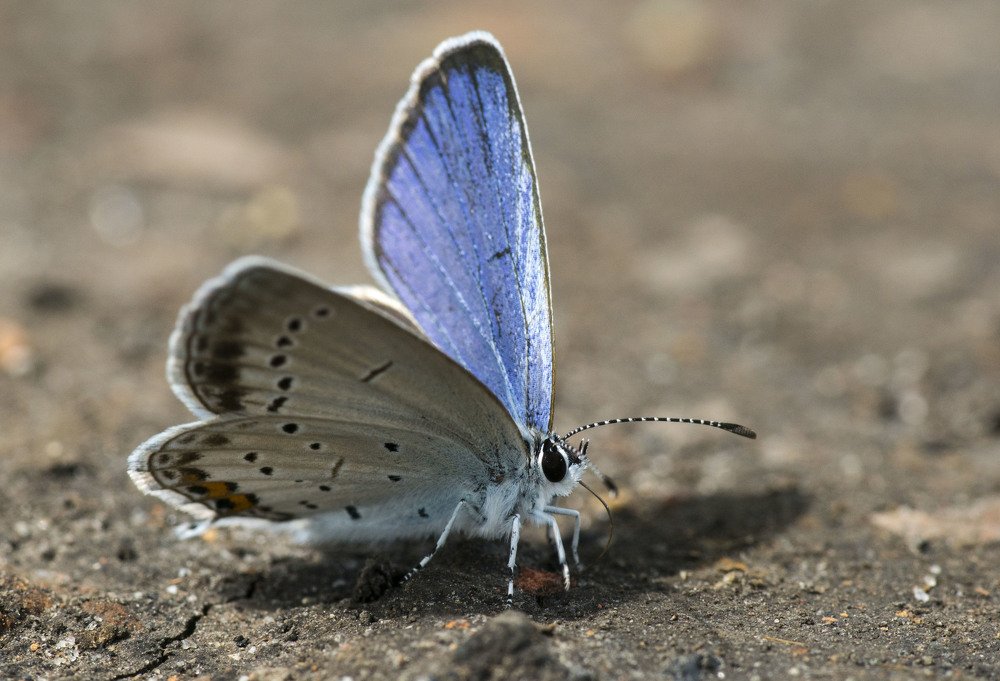 Photograph by Олесь