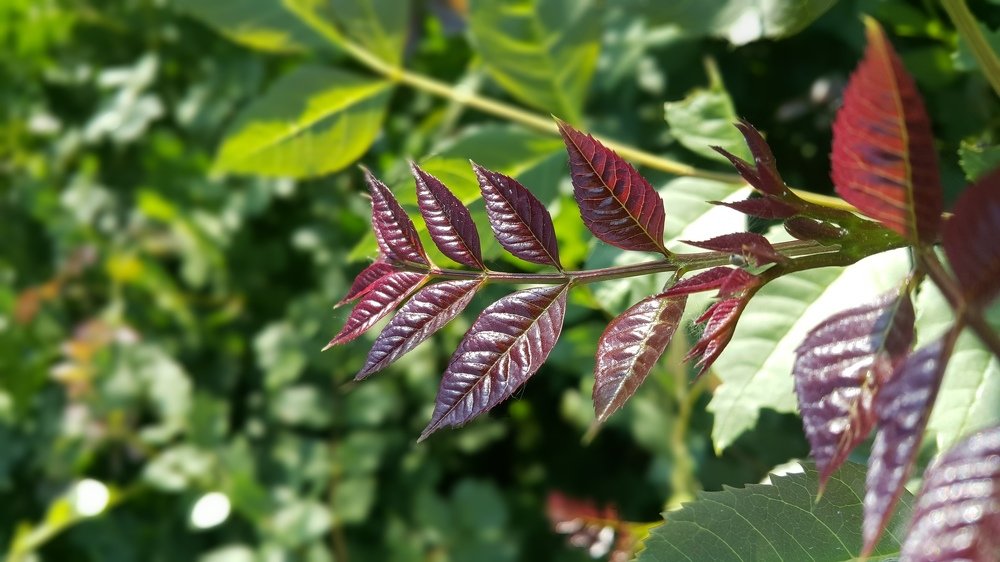 Photograph by Baha Ghaderi