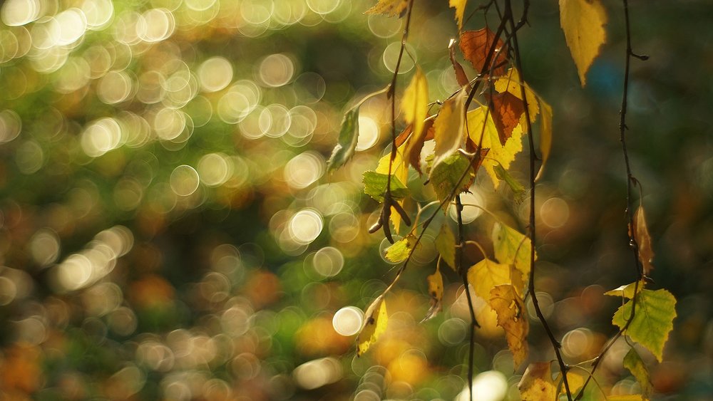 Photograph by Dzianis Mizhui