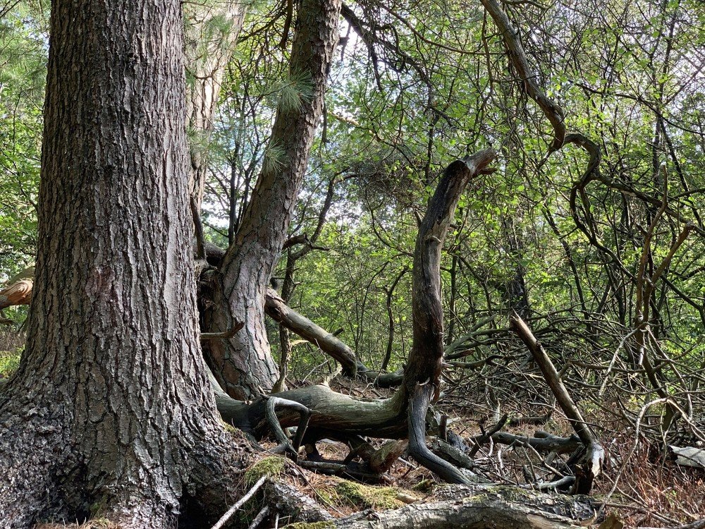 Чудо лесное.