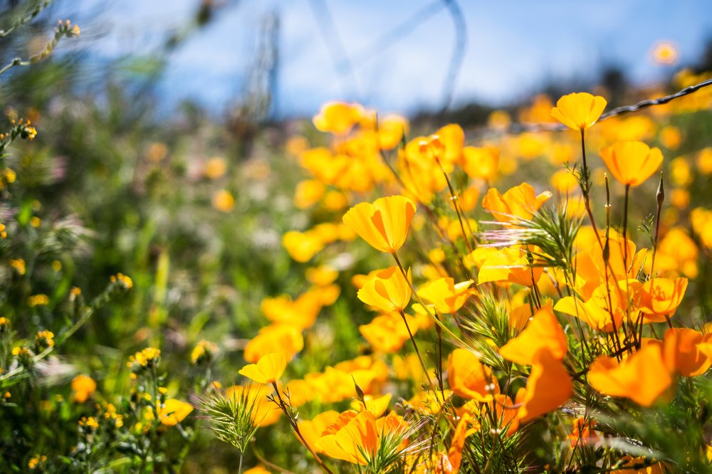 Photograph by Gulnaz Sabirova