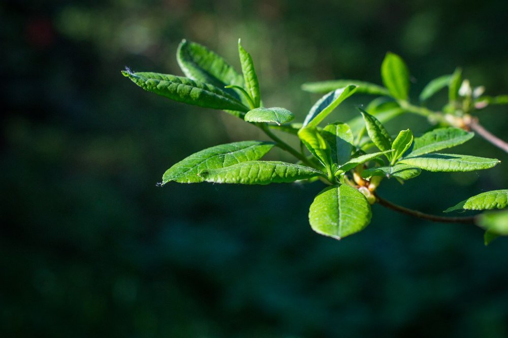 Зелёная нежность...