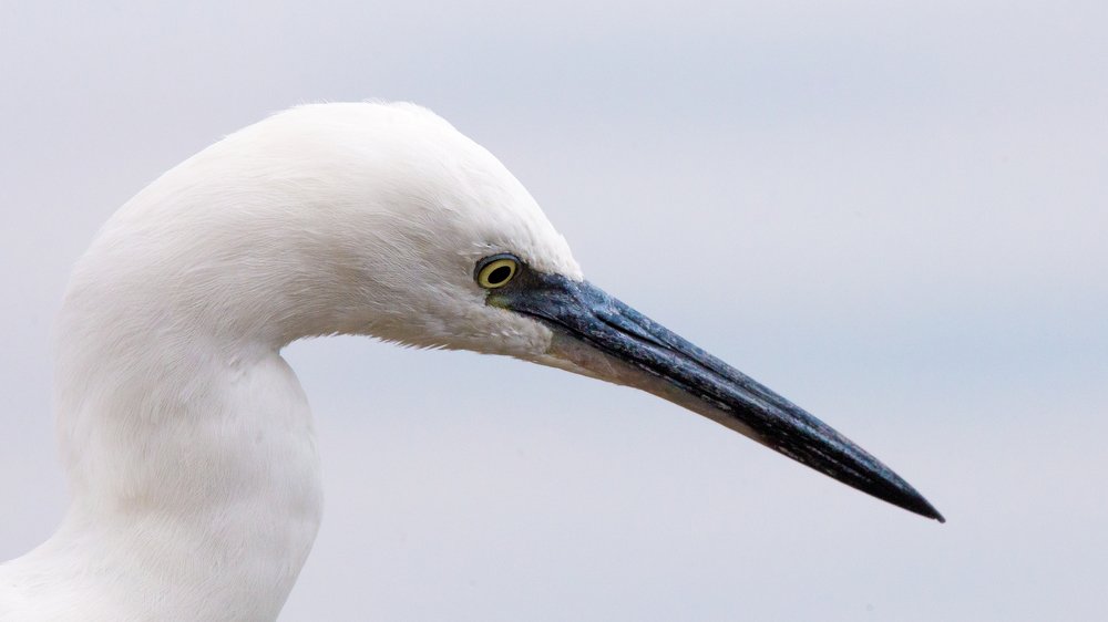 Egret