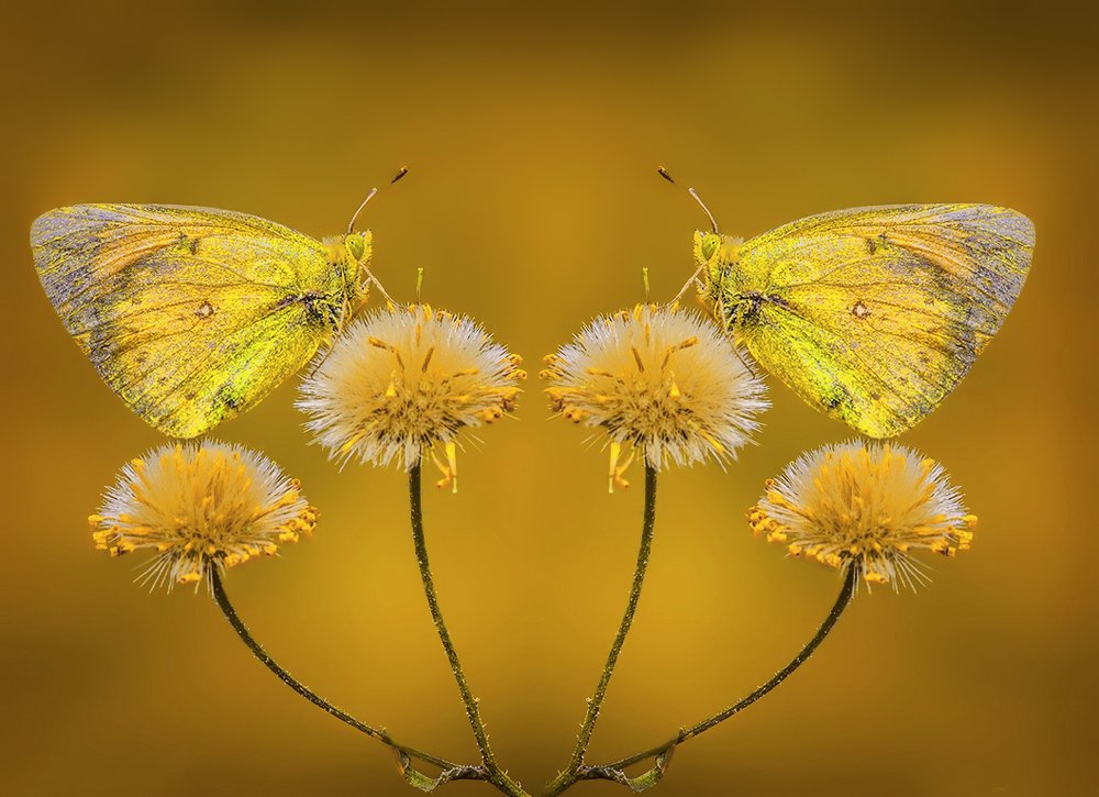 Photograph by Mario Fiorucci