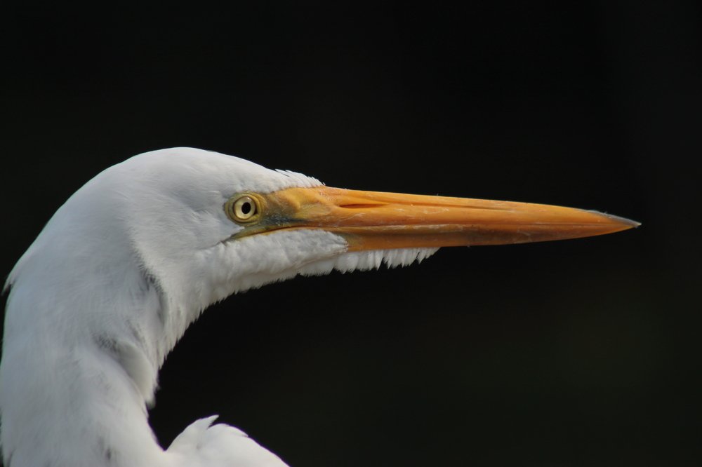 Great Egret