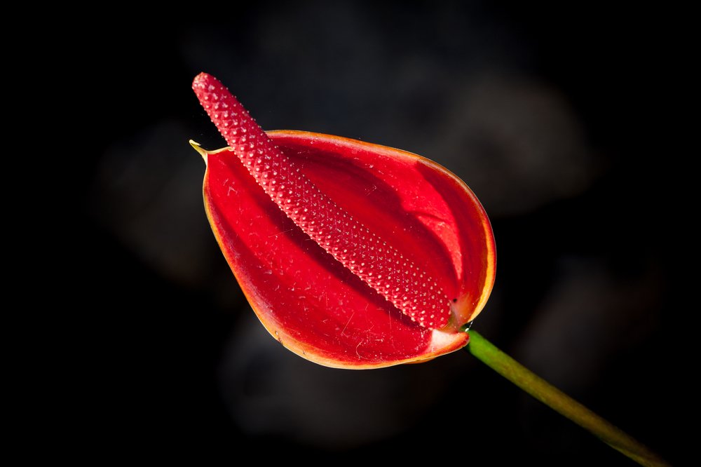 Photograph by Jose Luis Mendez Fernandez