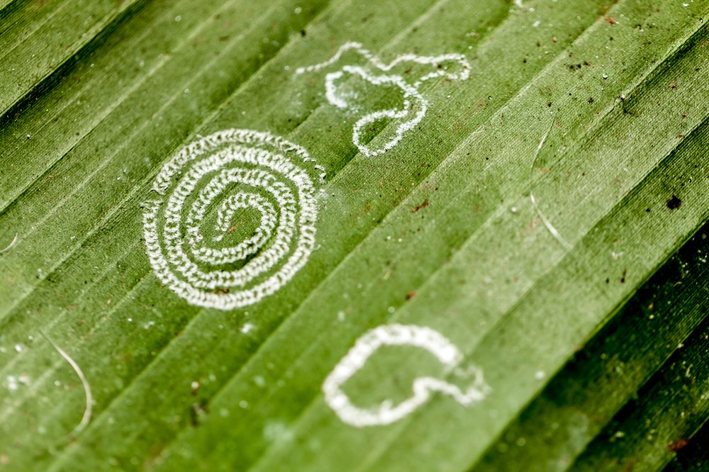 Photograph by Jose Luis Mendez Fernandez