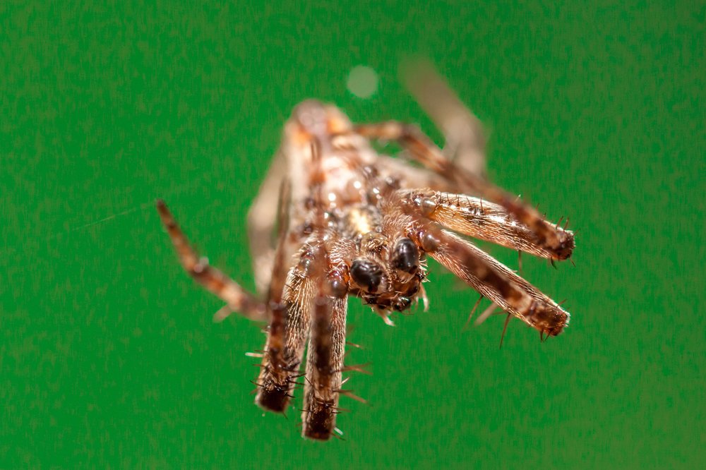 Photograph by Jose Luis Mendez Fernandez