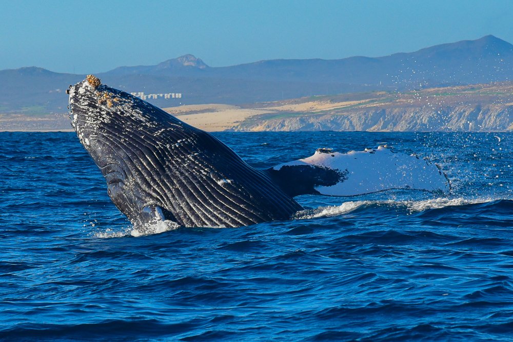 Whale in Mexico