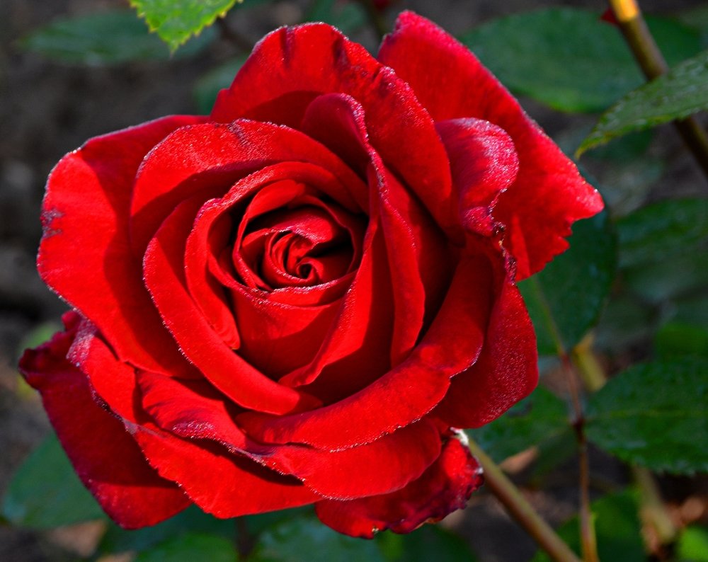 Photograph by Алексей Епишин