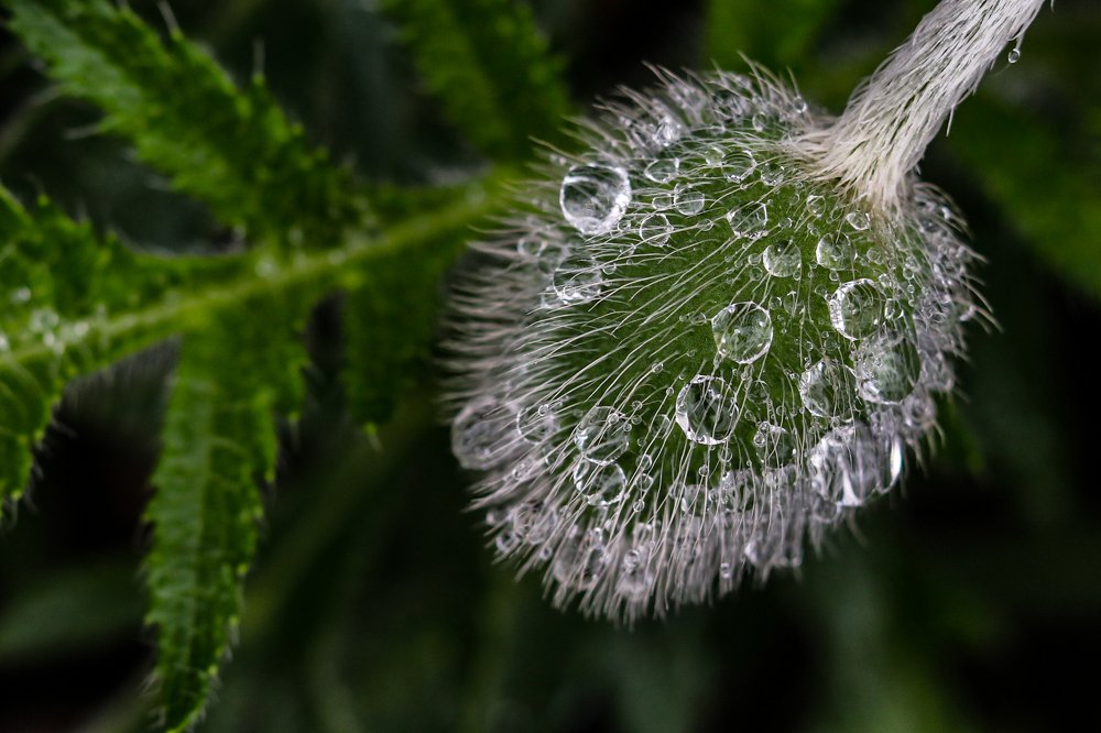 Фотография автора Ольга Никанович