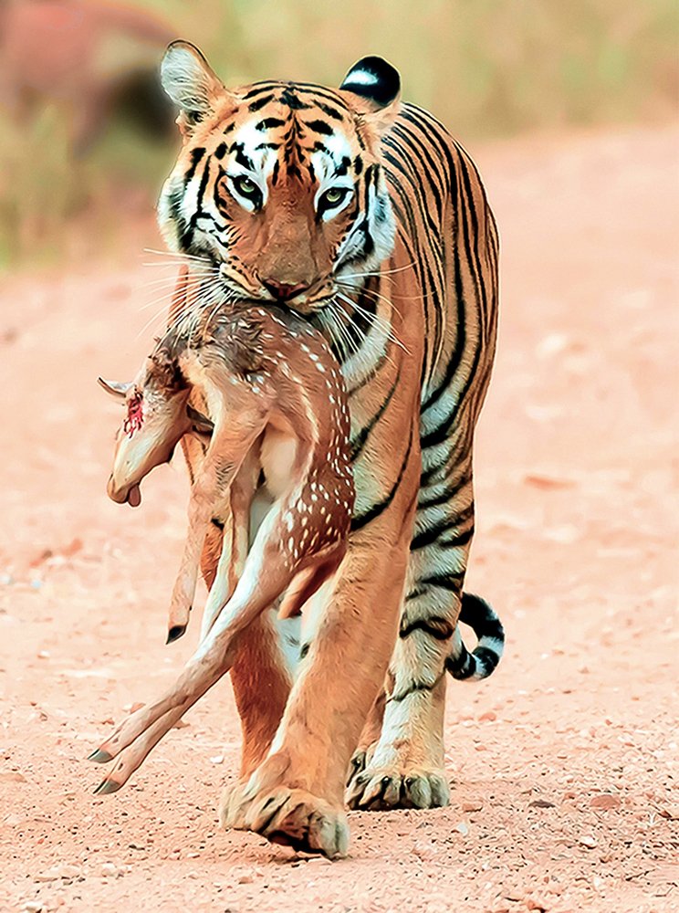 Фотография автора BISWAJIT MUKHERJEE
