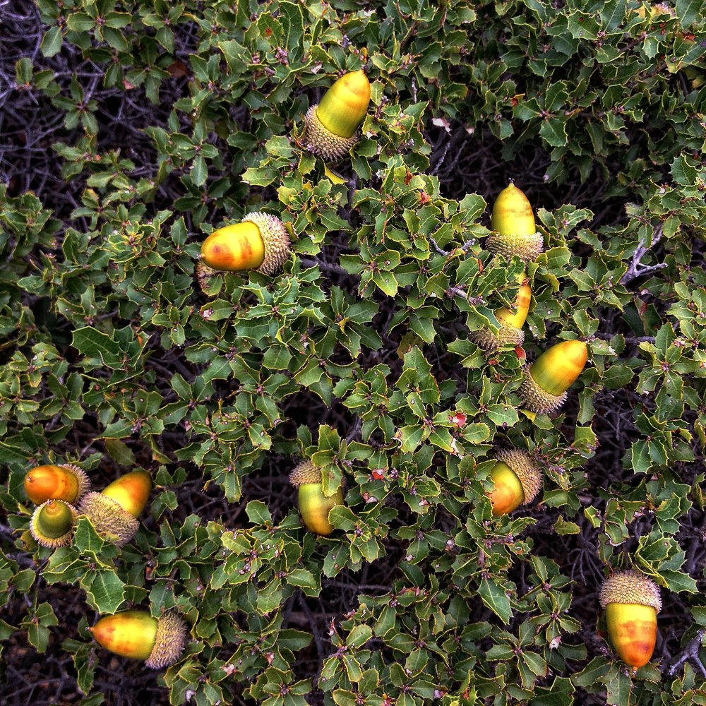 Французский "жёлудь"