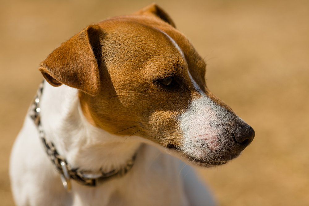 Photograph by Денис Токмаков