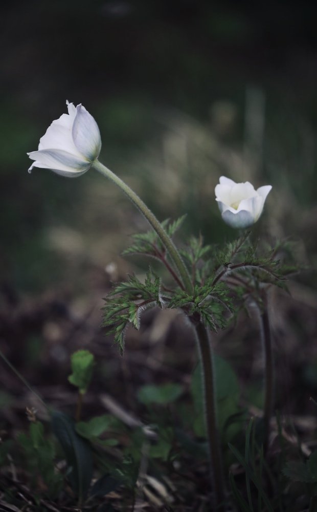 Photograph by 