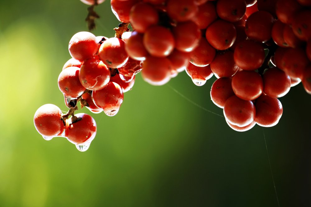 Фотография автора Anil Prabhakar