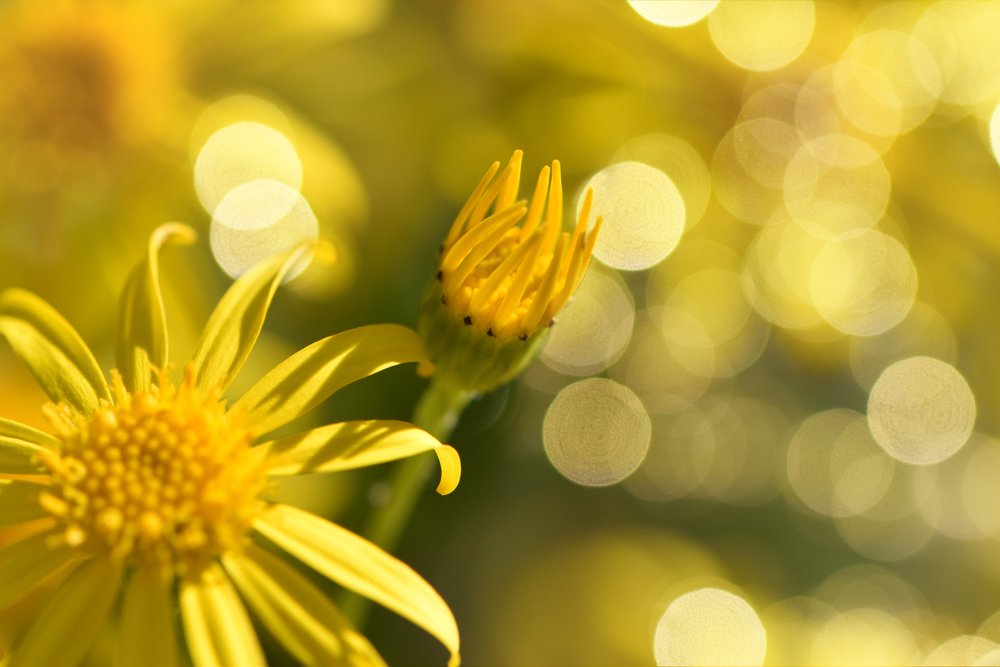 Фотография автора Evgeniya Fedorova